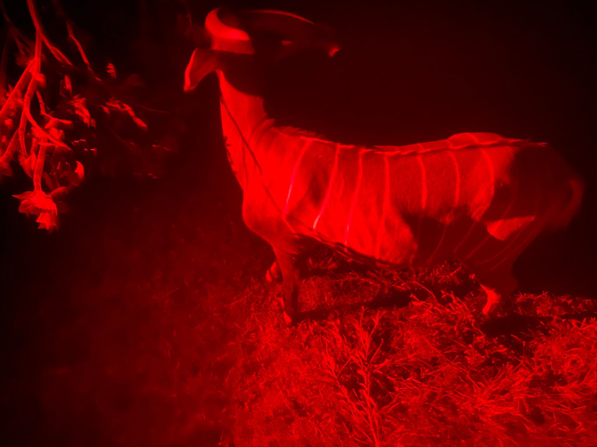 Dubbo Zoo 2025 Image -67de04cd0a9d4